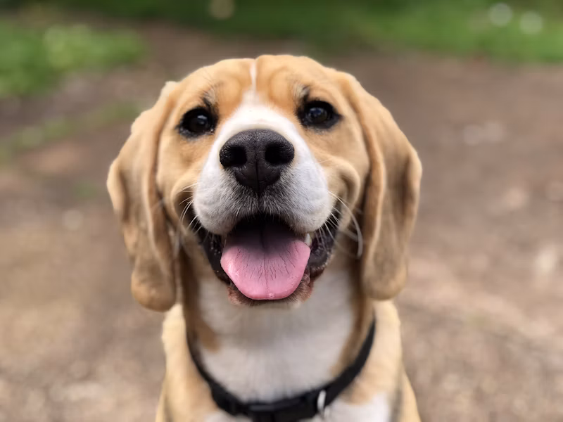 Bolsa Canguru para Pets